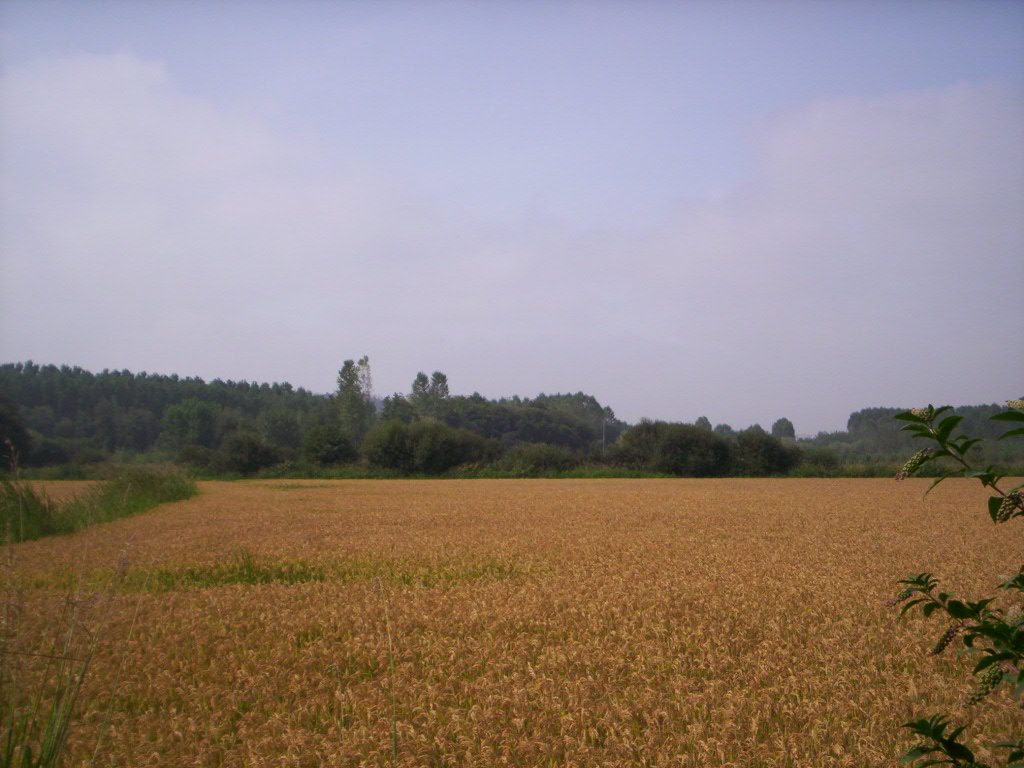 464586_trilho_arrozais