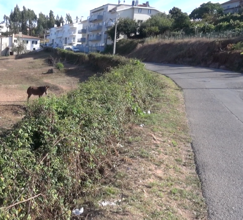 464759-req_rua_prof_bessa